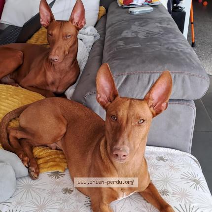 Photo 1/1 Chien retrouvé Perdu à Pont de vaux