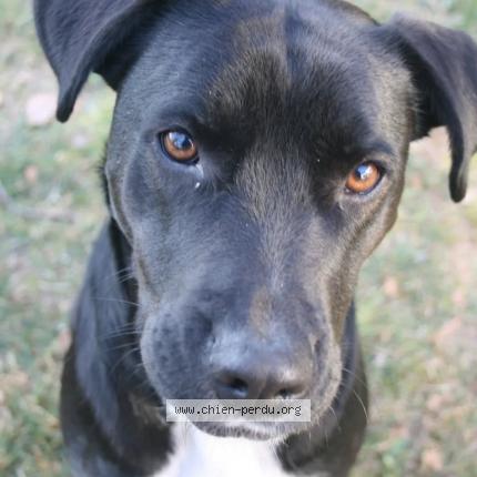 Photo 1/1 Chien retrouvé Perdu à La teste de buch