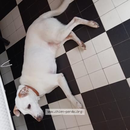 Photo de chien trouvé à Langourla