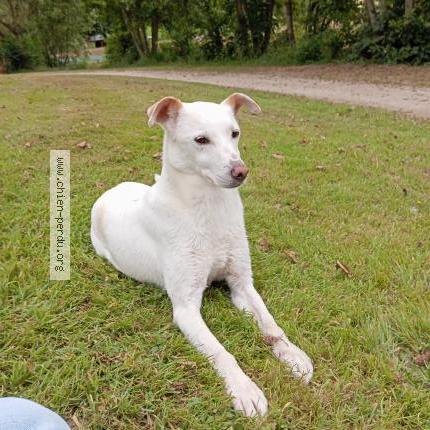 Photo de chien trouvé à Langourla