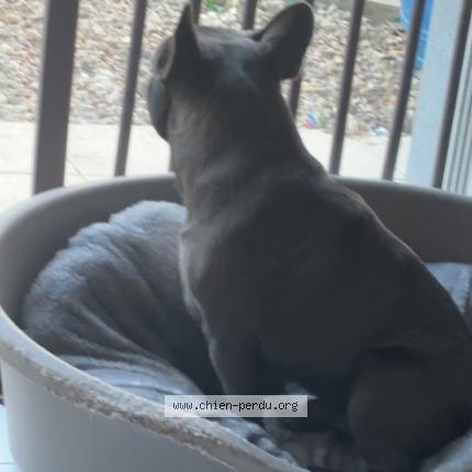 Photo de chien perdu à Flacey En Bresse