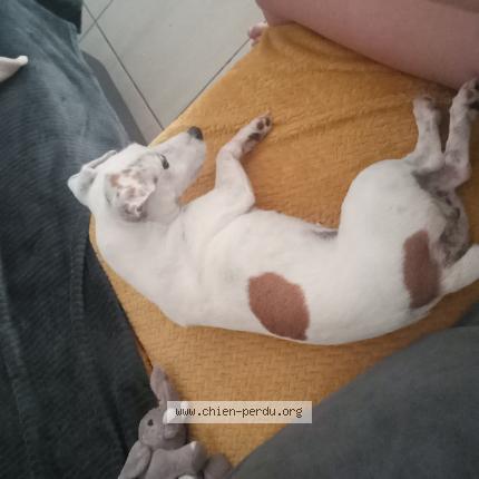 Photo 1/1 Chien retrouvé Perdu à Torcy