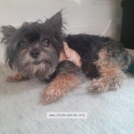 Photo de chien trouvé à Paris