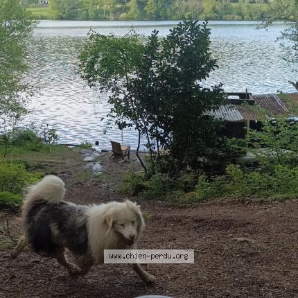 Photo 1/1 Chien retrouvé Perdu à Lourdes