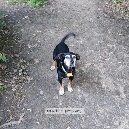 Photo de chien perdu à Bouliac