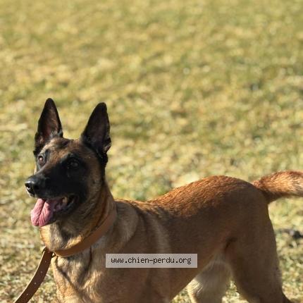 Photo de chien perdu à Banyul Sur Mer