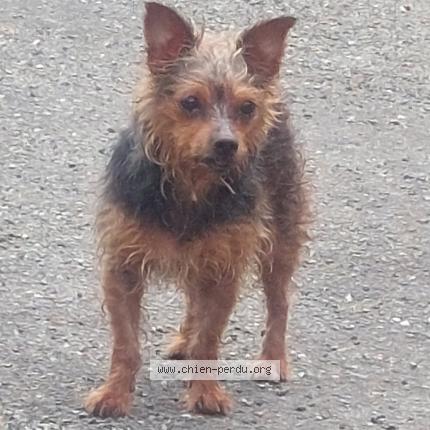 Photo de chien trouvé à Riscle