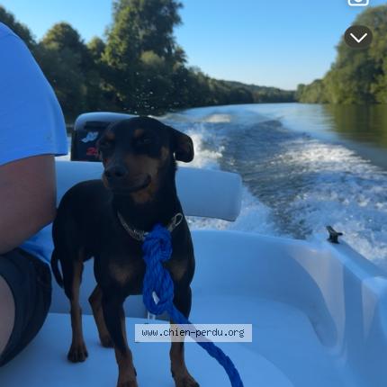 Photo 1/1 Chien retrouvé Perdu à Nerville la foret