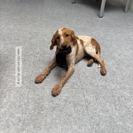 Photo de chien trouvé à Corbara