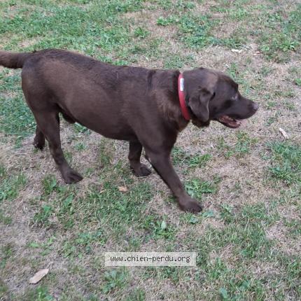 Photo 1/1 Chien retrouvé Perdu à Curgy