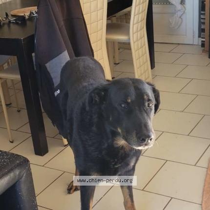 Photo 1/1 Chien retrouvé Perdu à Saint victor de chretienville
