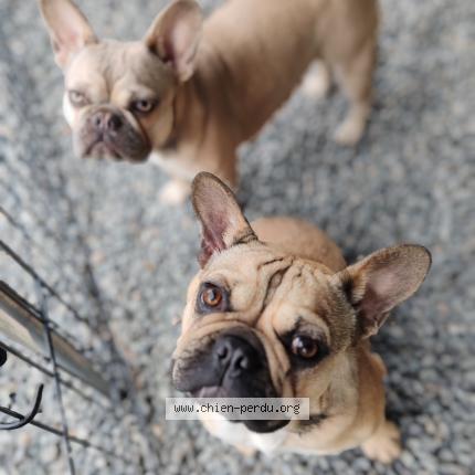 Photo 1/1 Chien retrouvé Perdu à Nevers