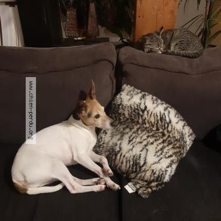 Photo 1/1 Chien retrouvé Perdu à Soultzbach les bains