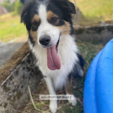 Photo 1/1 Chien retrouvé Perdu à Etupes