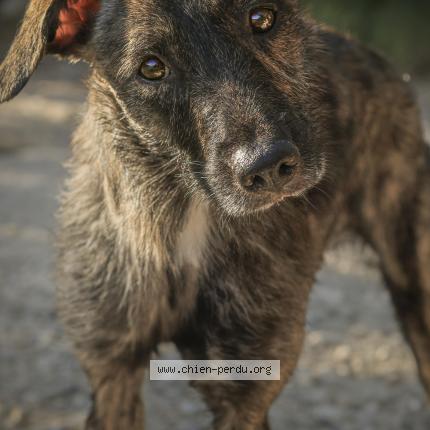 Photo 1/1 Chien retrouvé Perdu à Greoux les bains