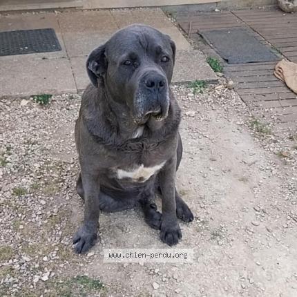 Photo 1/1 Chien retrouvé Perdu à Germond rouvre