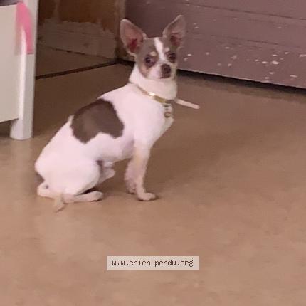 Photo 1/1 Chien retrouvé Perdu à Mourmelon le grand