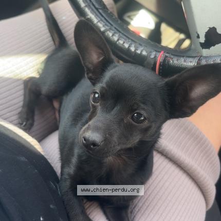 Photo de chien perdu à Nangy