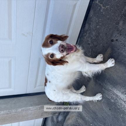 Photo 1/1 Chien retrouvé Trouvé à Tulle