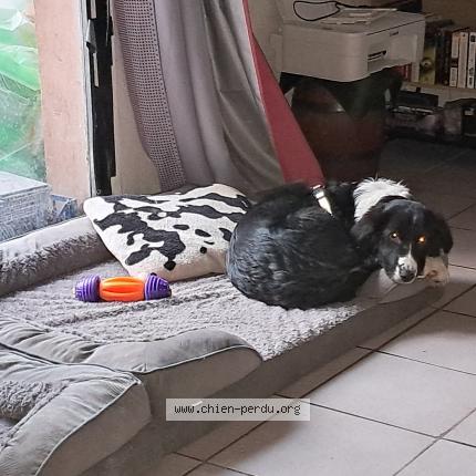 Photo 1/1 Chien retrouvé Perdu à Vif
