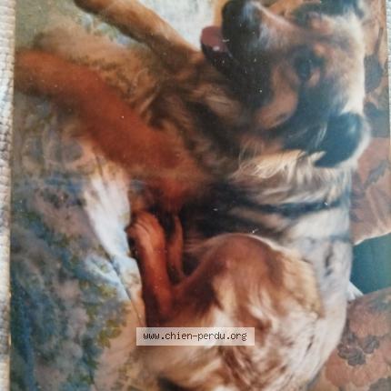 Photo 1/1 Chien retrouvé Perdu à Villemain