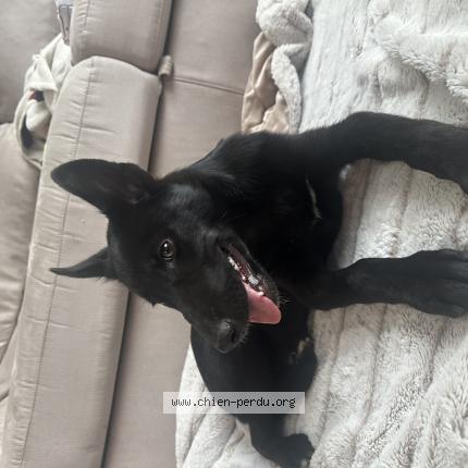 Photo 1/1 Chien retrouvé Perdu à Saint martin d heres