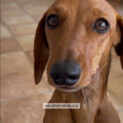 Photo de chien perdu à Limours