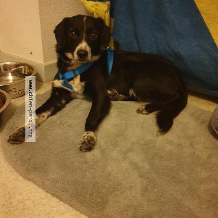 Photo 1/1 Lula Chien perdu à Rainans