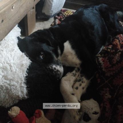 Photo 1/2 Chien retrouvé Perdu à Pezilla la riviere