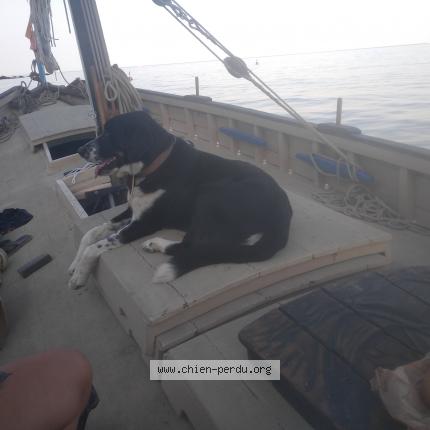 Photo 2/2 Chien retrouvé Perdu à Pezilla la riviere