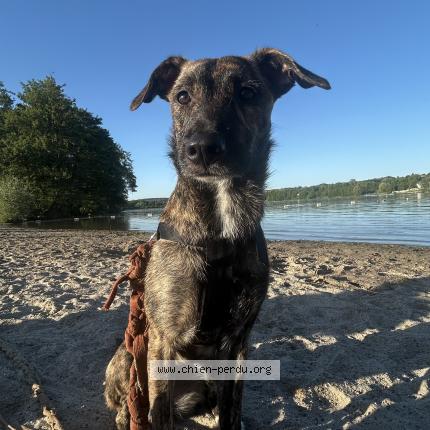 Photo 1/1 Chien retrouvé Perdu à Greoux les bains
