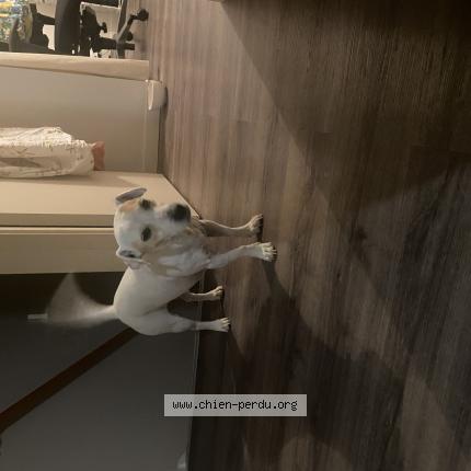 Photo 1/1 Chien retrouvé Trouvé à Houlgate