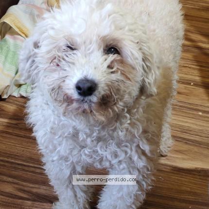 Photo de chien perdu à Montevideo