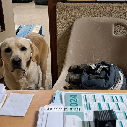 Photo 1/1 Chien retrouvé Perdu à Courseulles sur mer