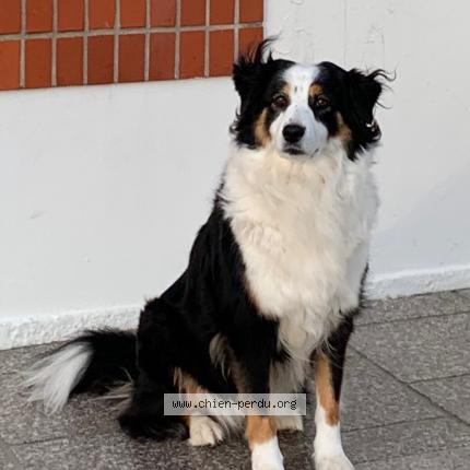 Photo 1/1 Chien retrouvé Perdu à Querqueville