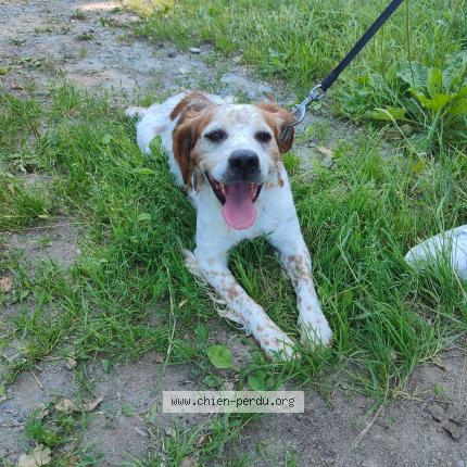 Photo 1/1 Chien retrouvé Trouvé à La barre de semilly