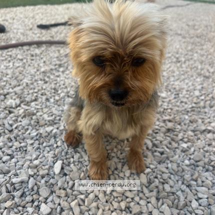 Photo 1/1 Chien retrouvé Perdu à Marseille