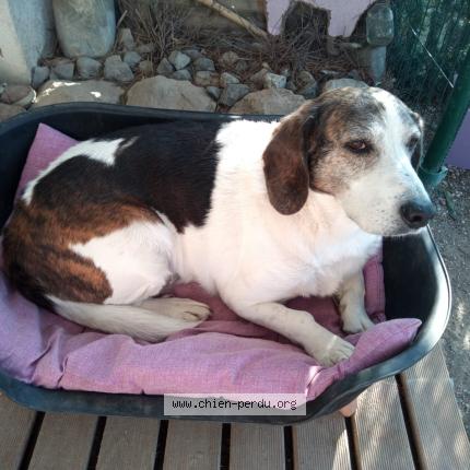 Photo 1/1 Chien retrouvé Perdu à Divajeu