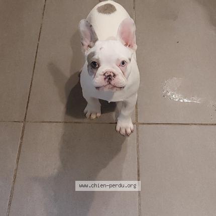 Photo de chien perdu à Reze