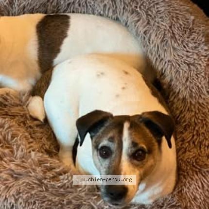 Photo 1/1 Chien retrouvé Perdu à Buno bonnevaux