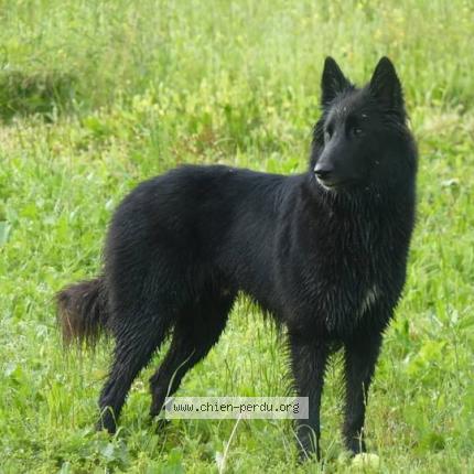 Photo 1/1 Chien retrouvé Perdu à Bouresse