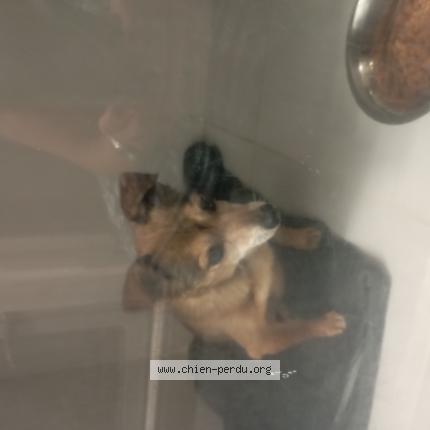 Photo 1/1 Chien retrouvé Trouvé à Chartres