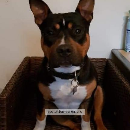 Photo 1/1 Chien retrouvé Perdu à Saint louis de montferrand