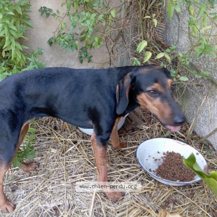 Photo de chien trouvé à Beaumont Louestault