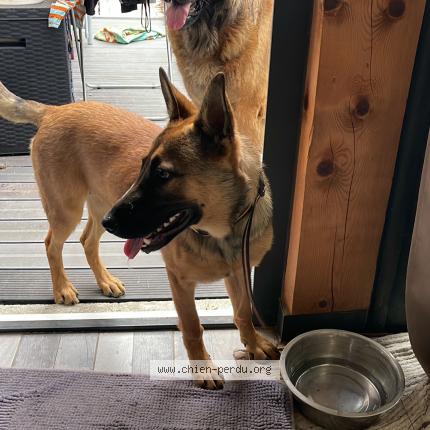 Photo de chien trouvé à Douzillac