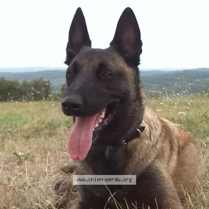 Photo 1/1 Chien retrouvé Perdu à Grezels