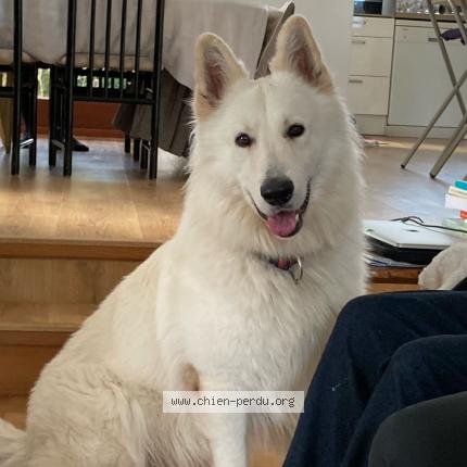 Photo 1/1 Chien retrouvé Perdu à Saint just de claix