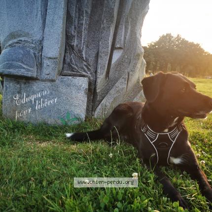 Photo 1/1 Chien retrouvé Perdu à La boissiere du dore