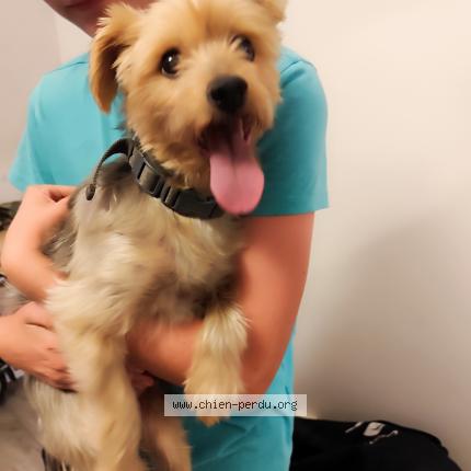 Photo 1/1 Chien retrouvé Trouvé à Epinac