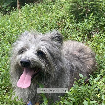 Photo 1/1 Chien retrouvé Perdu à Ghisoni